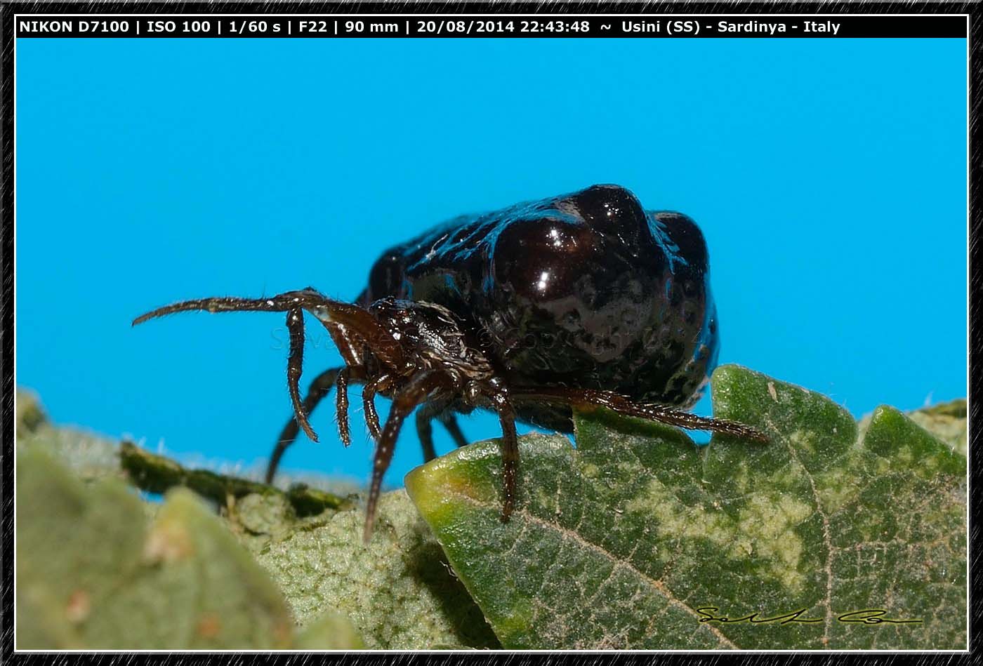 Cyrtarachne sp. - Rio Mannu, Usini (SS)